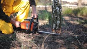 Best Tree Mulching  in Warrenvle, IL