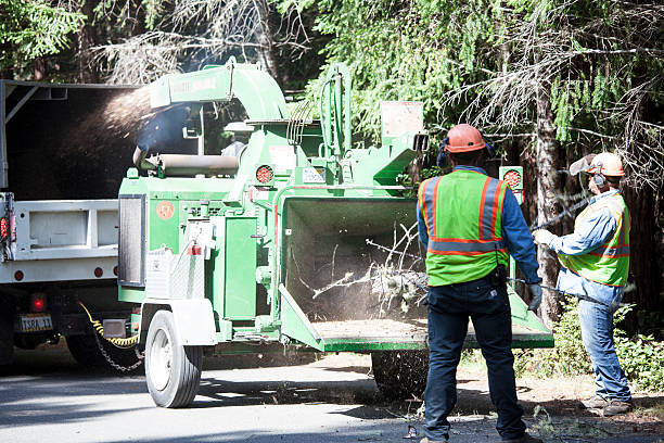 How Our Tree Care Process Works  in  Warrenville, IL